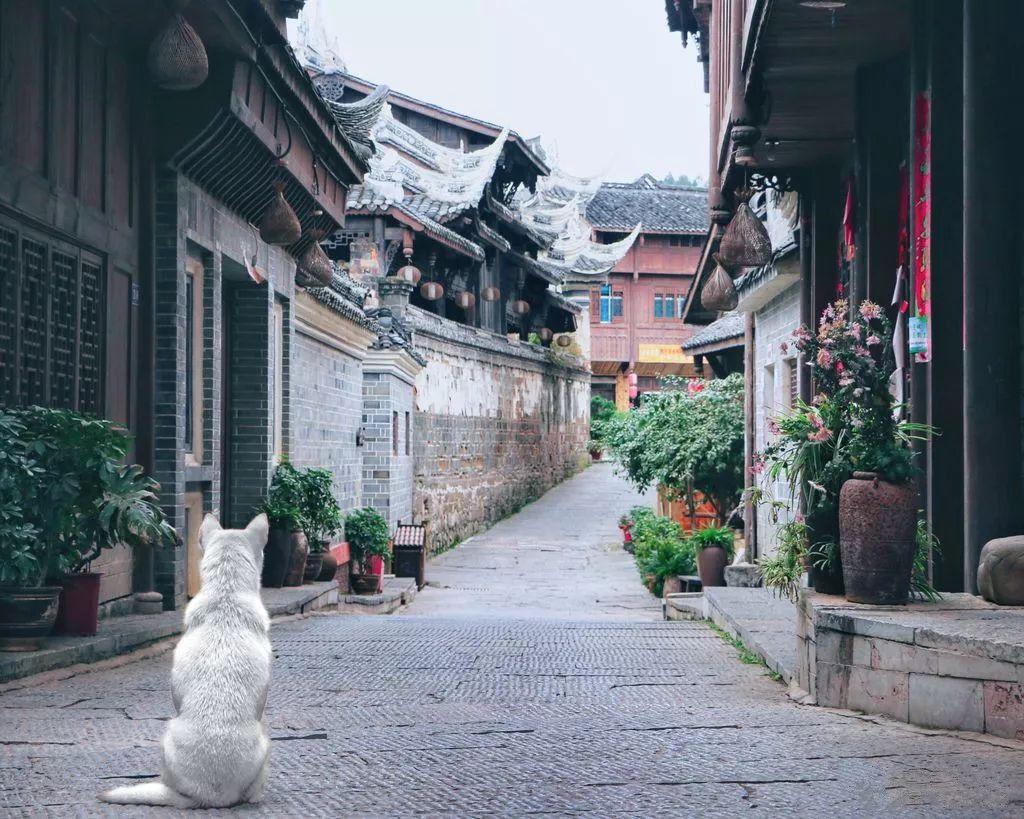 创作猫